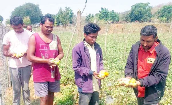 ओलावृष्टि से फसल खराब, बढ़ेंगे टमाटर के दाम