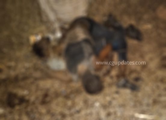 छत्तीसगढ़ में भीषण सड़क हादसा हाइवा के टक्कर से 5 फिट तक हवा में उपर गई ऑटो 4 की मौत...