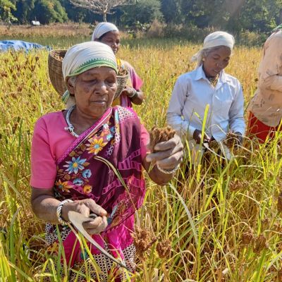 रागी की खेती से सगनूराम सहित अन्य किसानों के जीवन में आ रहा बदलाव, आर्थिक समृद्धि की ओर हो रहे अग्रसर