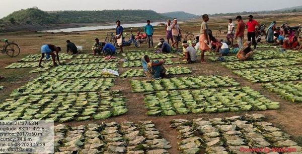 &lsquo;&lsquo;तेंदूपत्ता संग्रहण 500 करोड़ रूपए से पार: संग्राहकों में बिखरी खुशियां अपार&lsquo;&lsquo;