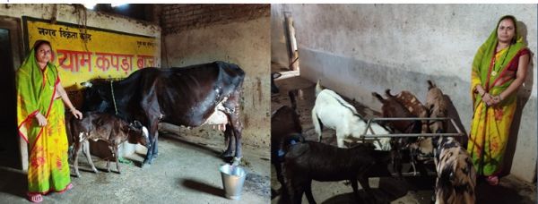 गौ पालन से आर्थिक स्वावलंबन की मिसाल गृहिणी रुक्मणी पटेल