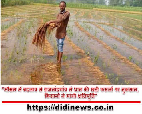 "मौसम में बदलाव से राजनांदगांव में धान की खड़ी फसलों पर नुकसान, किसानों ने मांगी क्षतिपूर्ति"