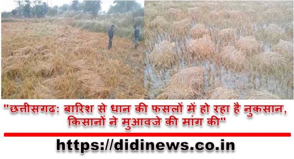 "छत्तीसगढ़: बारिश से धान की फसलों में हो रहा है नुकसान, किसानों ने मुआवजे की मांग की"