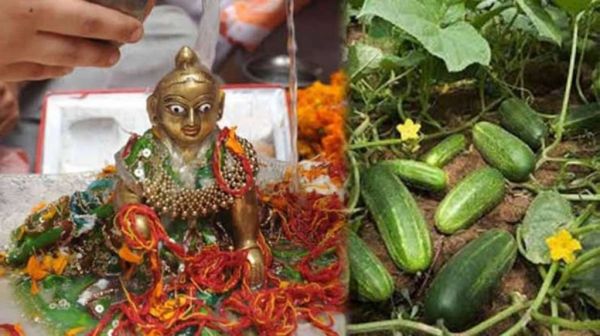 खीरे के बिना अधूरी है कृष्ण Janmashtami, खीरा खरीदते समय यह बात जरूर ध्यान रखें &hellip;