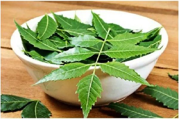 सेहत के लिए वरदान नीम के पत्ते