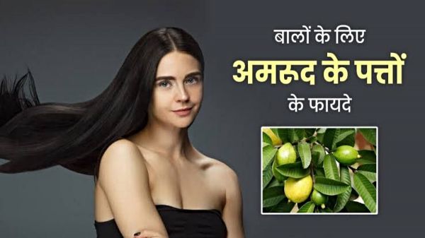 बालों के लिए वरदान हैं अमरूद के पत्ते, यहाँ जानें इसके फायदे&hellip;
