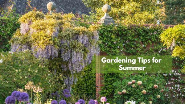 Gardening Tips for Summer: गर्मी के मौसम में भी बगीचे को हराभरा और महकाए रखना चाहते हैं, तो लगाएं खूबसूरत फूलों की ये बेलें&hellip;