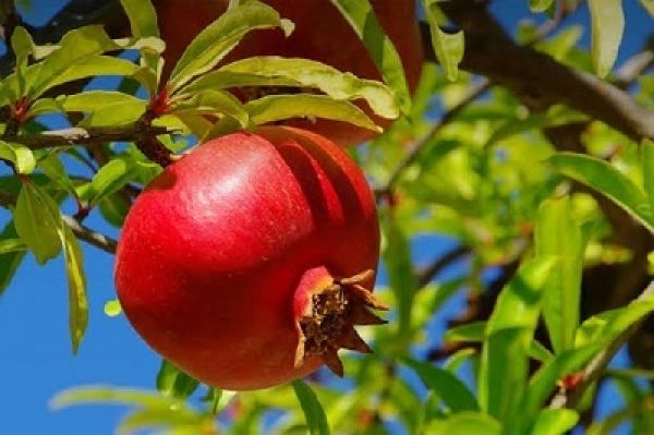 पेट के लिए सबसे अच्छी मानी जाती हैं ये 5 चीजें