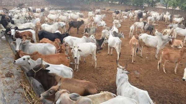 World Milk Day : छत्तीसगढ़ की इकलौती रजिस्टर्ड गाय, दूध में ऐसी मिठास की चीनी डालने की भी नहीं होती जरूरत &hellip;