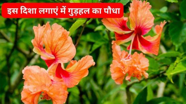 Vastu Tips: घर की इस दिशा में लगाएं गुड़हल का पौधा,मिलेंगे शुभ परिणाम&hellip;
